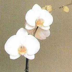 Орхидея в горшке,  из Голландии